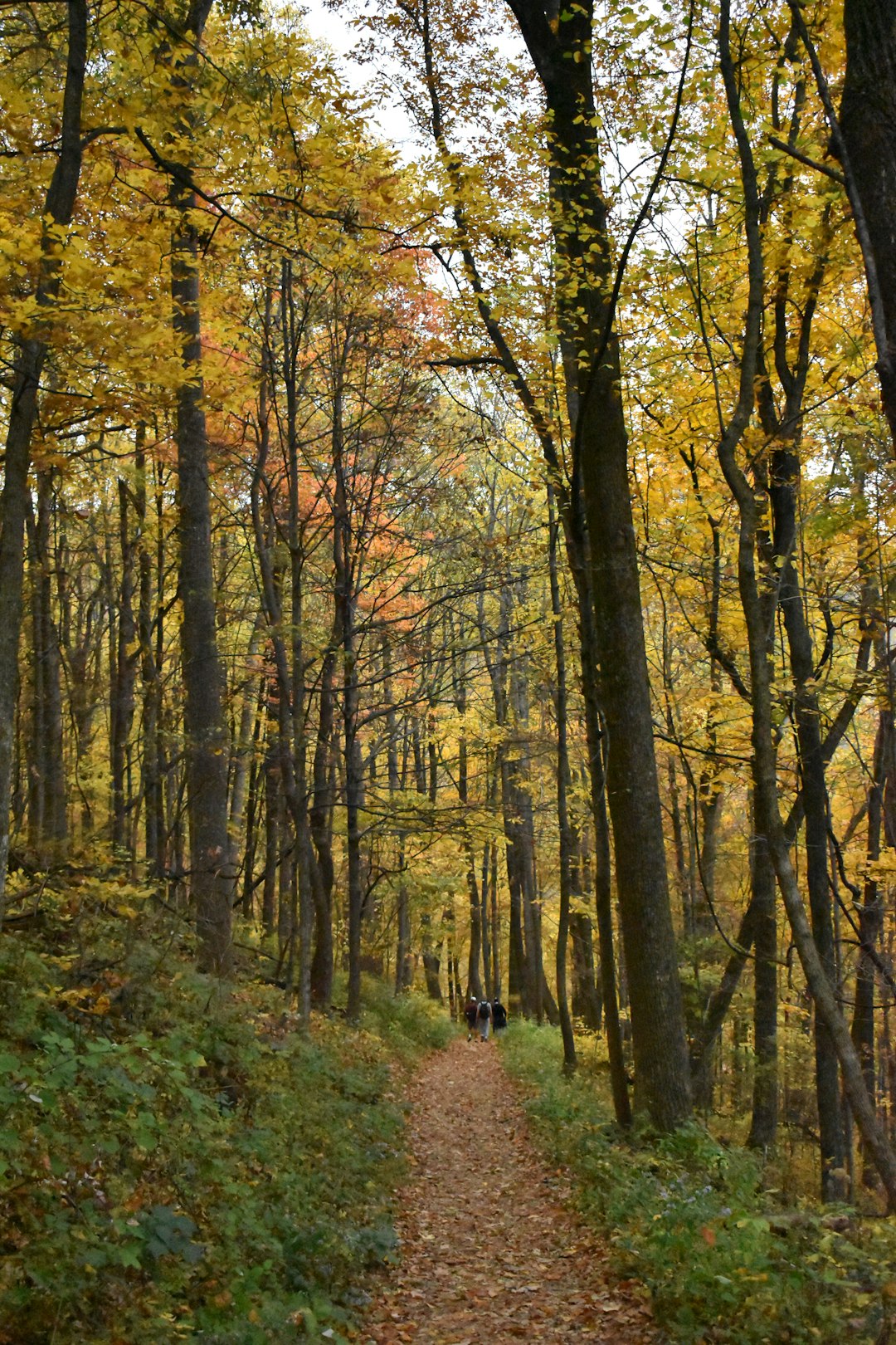 Quick cash for Wisconsin land