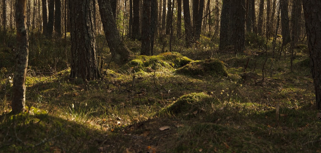 Selling hunting land in Arkansas