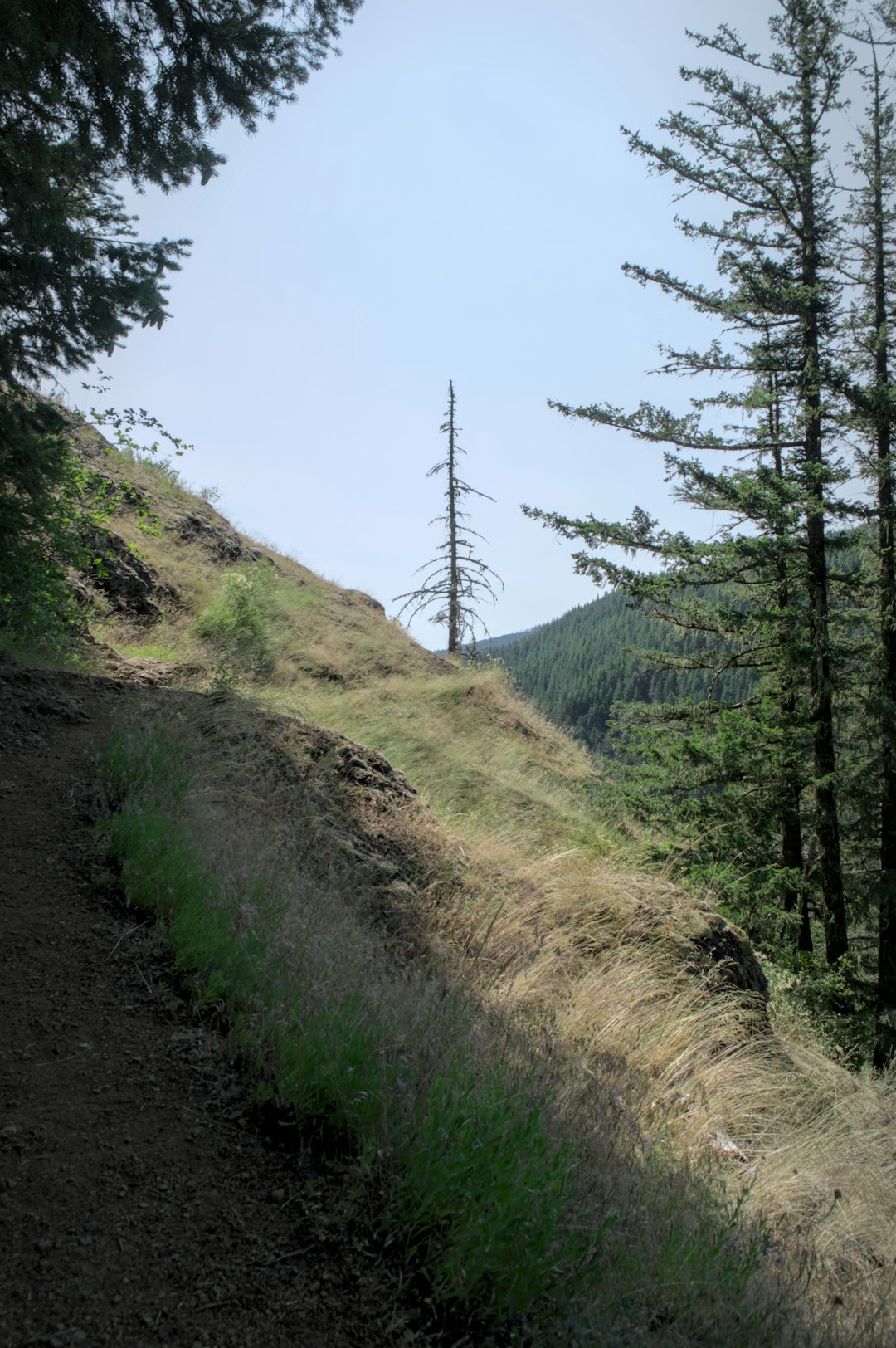 Selling land for forest management in Iowa