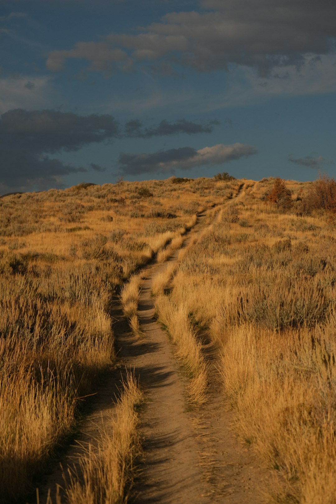 Selling forest land in Nevada