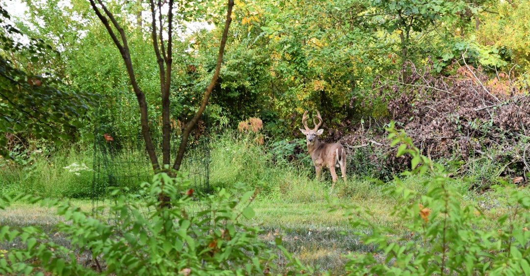 Land buyers Indiana