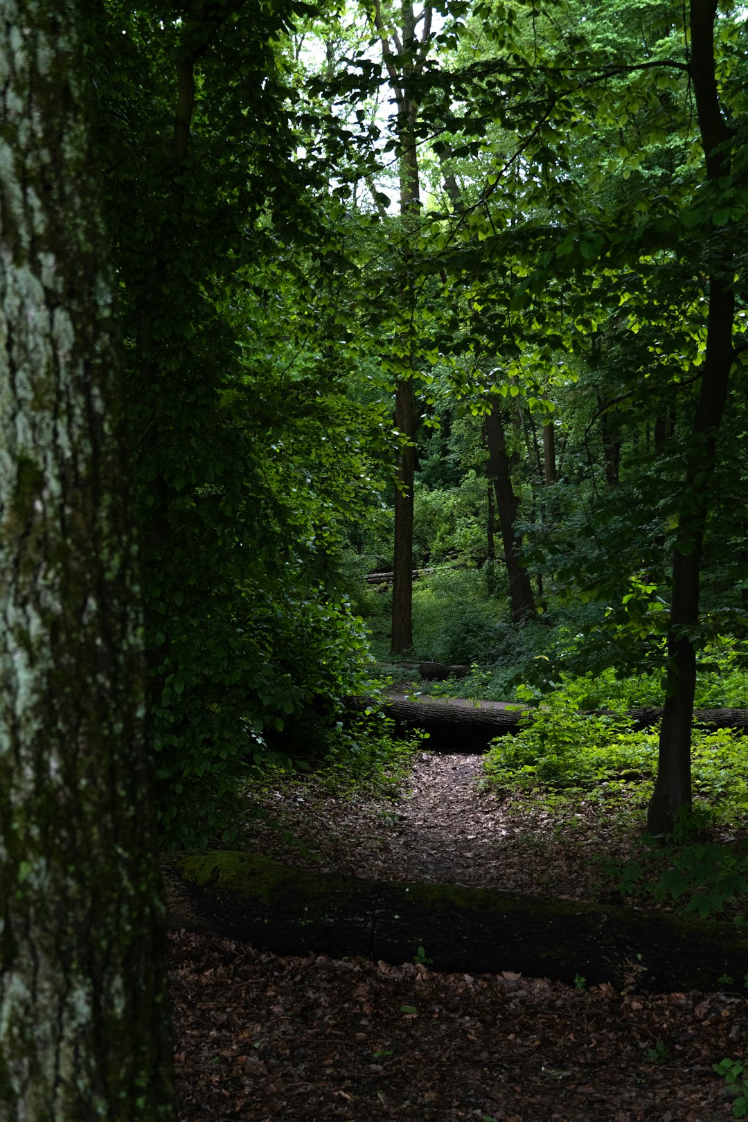 Sell Indiana land for cash