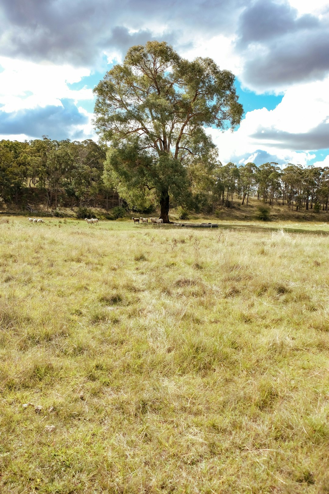 Cash offers for Washington forest land