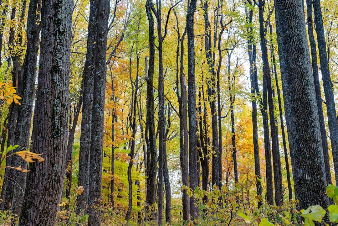 Sell Minnesota land for cash