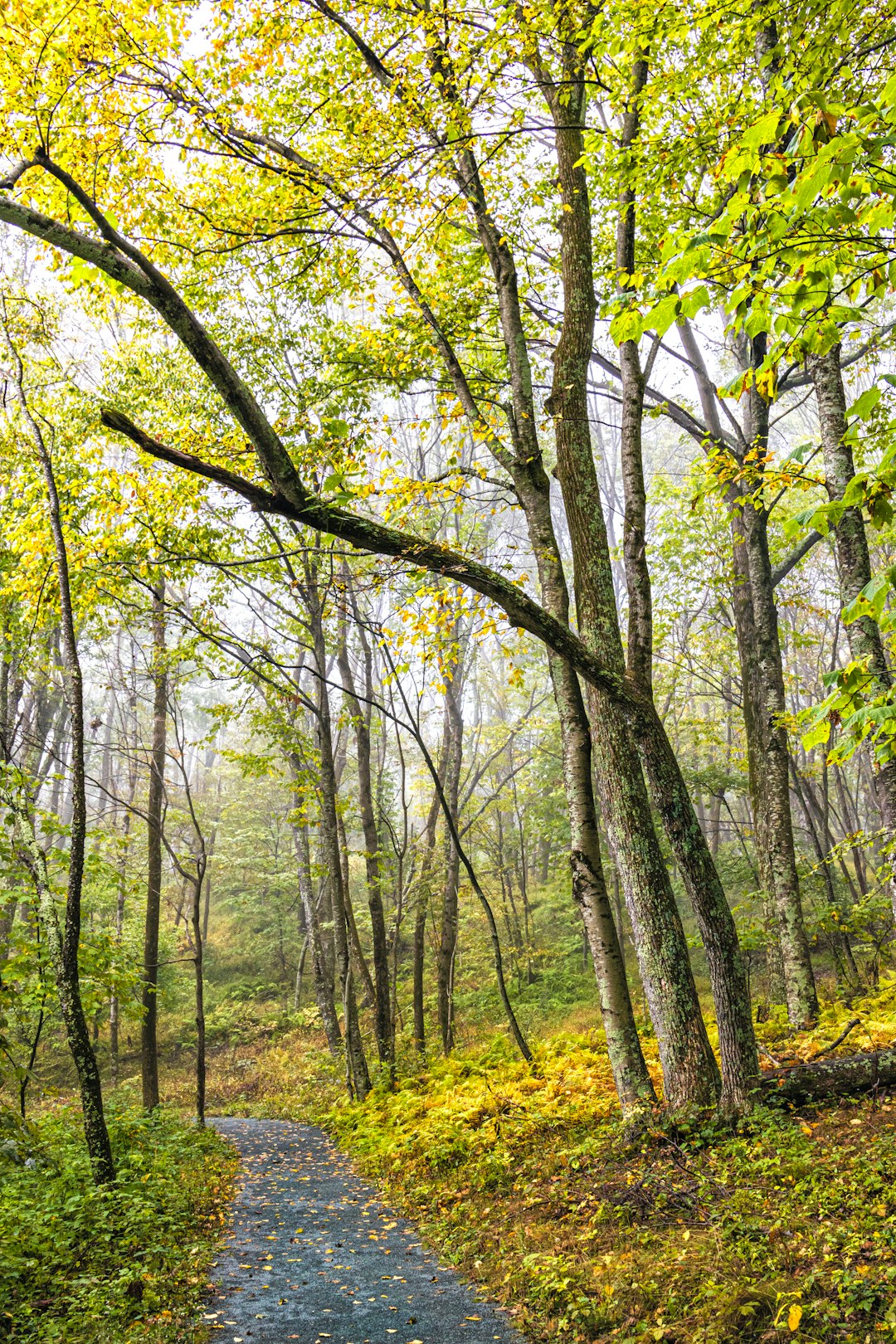 Sell Virginia land for instant cash