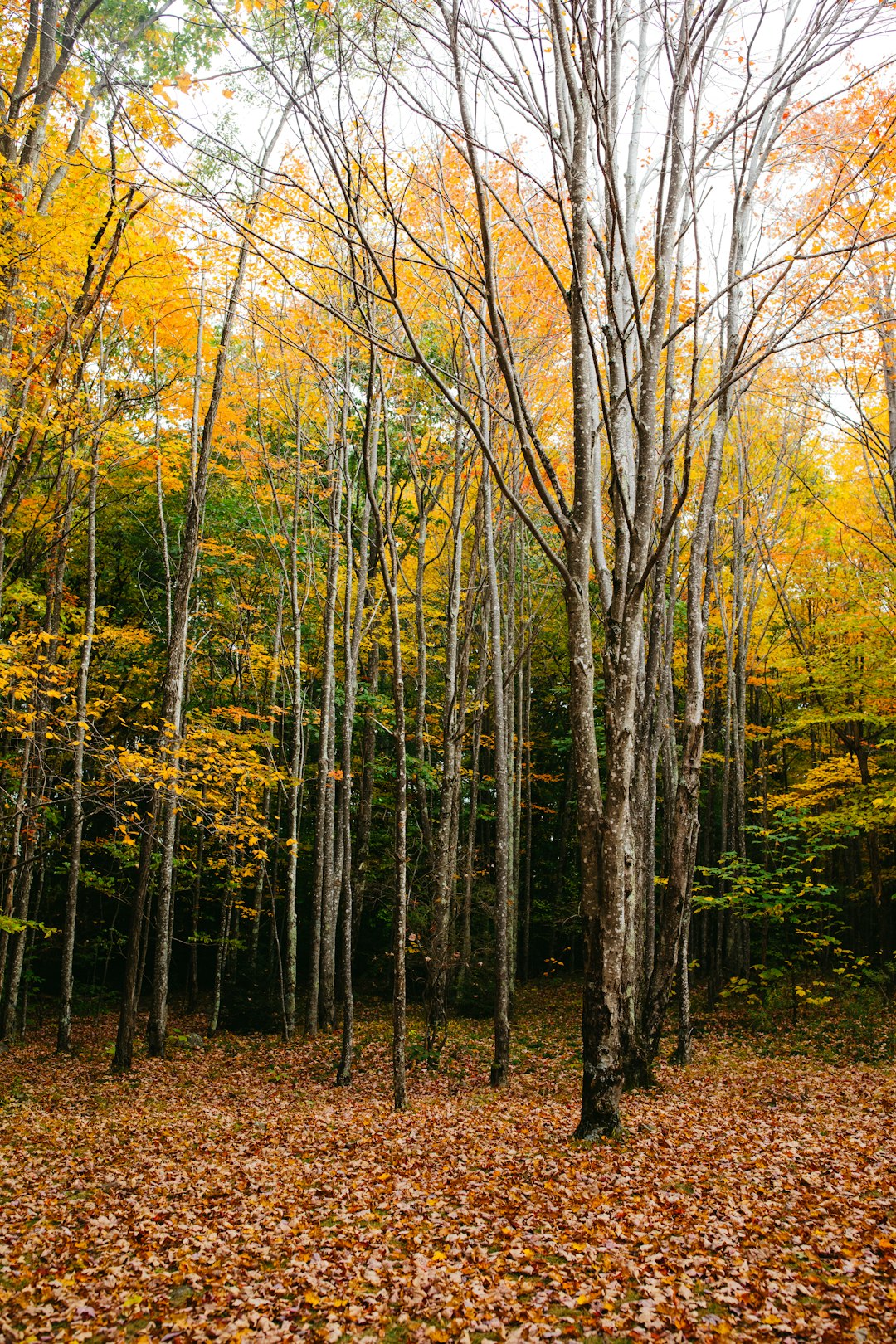 Selling land for conservation in Minnesota