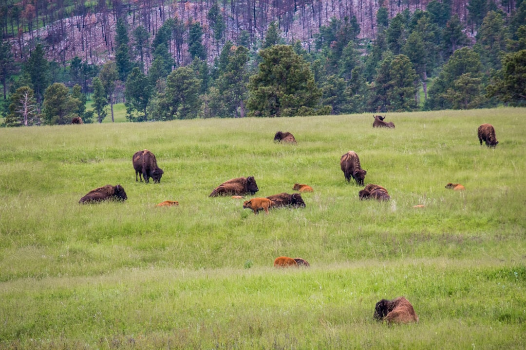 How to Discover Hidden Gems in South Dakota Land: A Buyer’s Guide