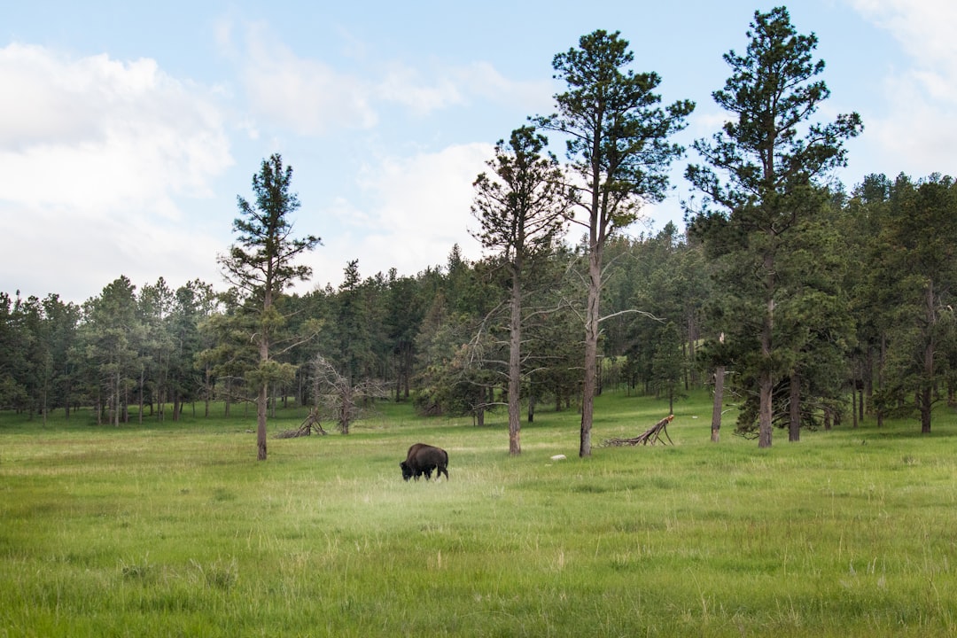 What is the Best Time of Year to Buy Land in South Dakota?