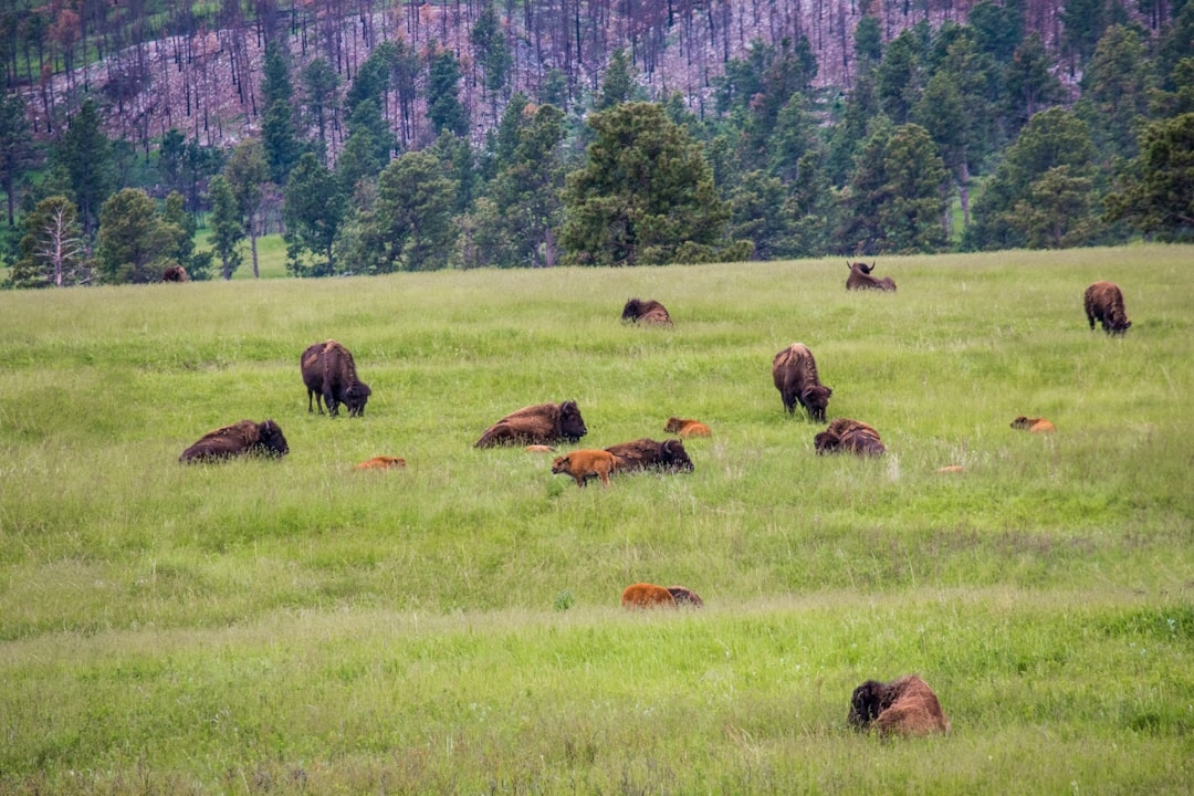 South Dakota land buyer